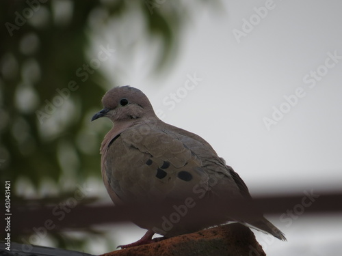 pigeon on a tree