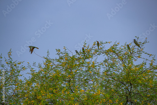 Are You going Bee Eaters © YK