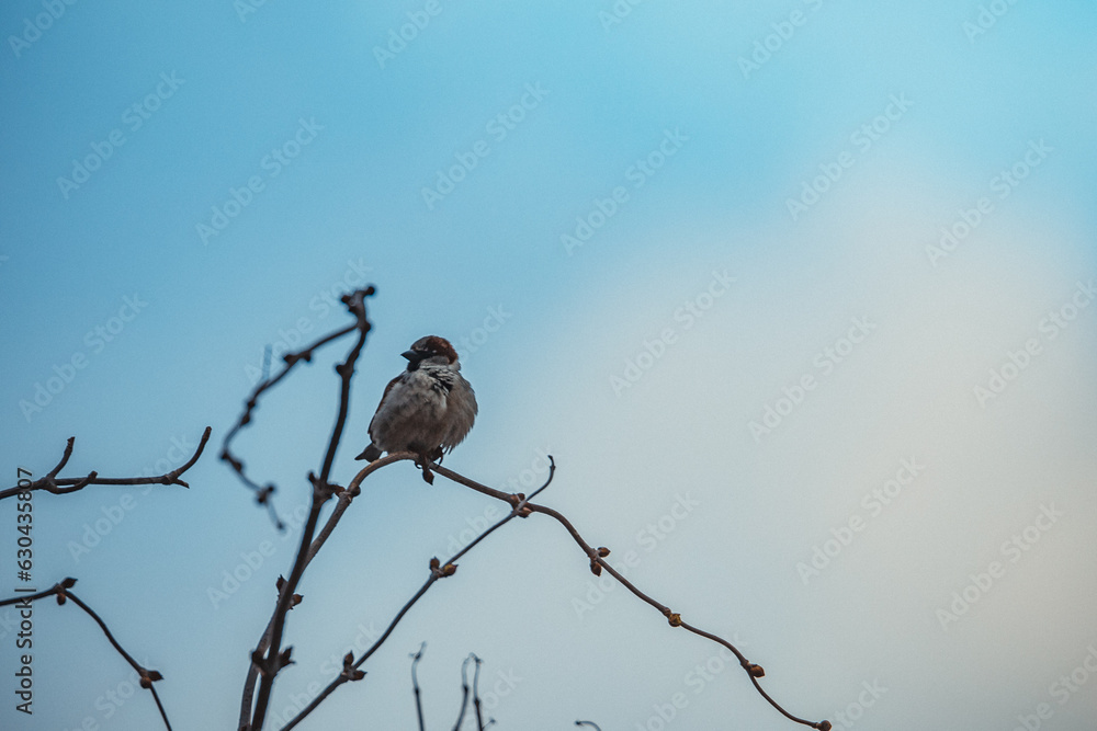 birds on tree branches in winter birds on tree branches in winter