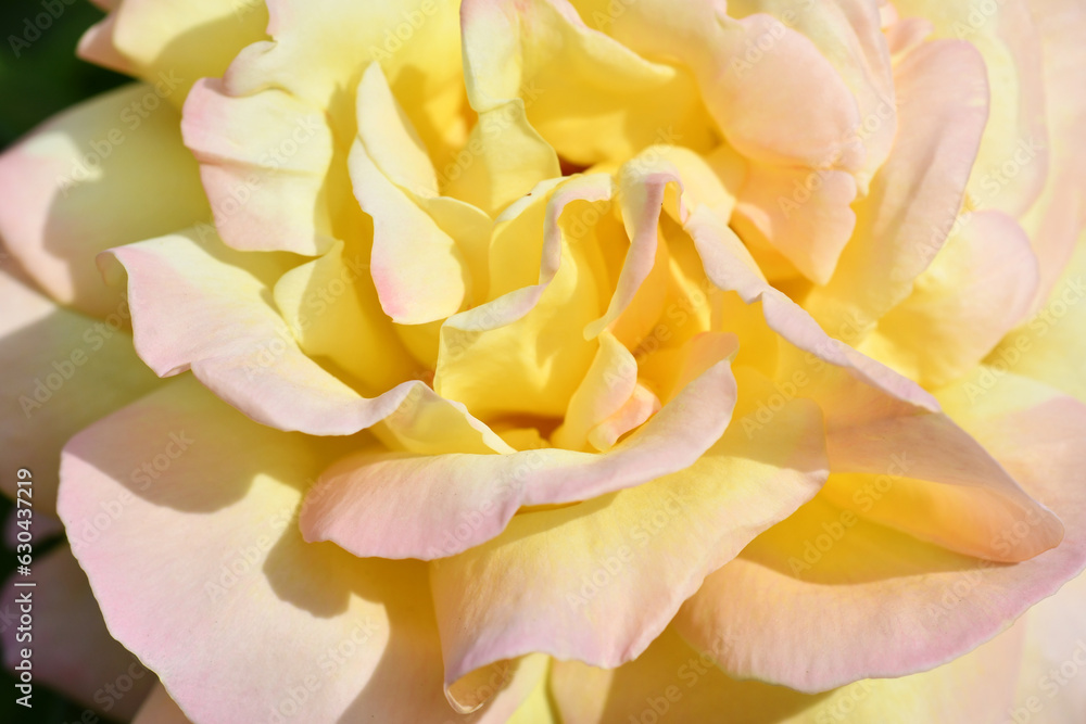amazing aromatic soft yellow rosewith pink petals blooming in garden at sunny morning.macro amazing aromatic soft yellow rosewith pink petals blooming in garden at sunny morning.macro