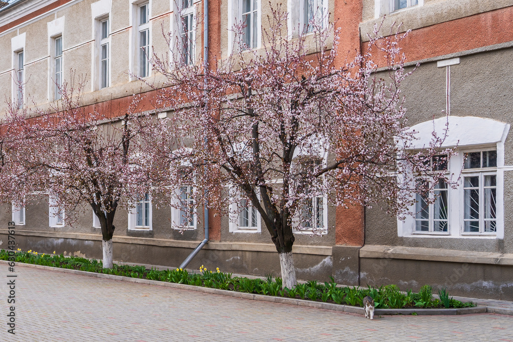 Obraz premium Blooming fruit trees in spring in an urban environment with selective focus. Spring background with copy space
