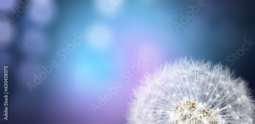 Beauty white soft dandelion seeds on pastel background