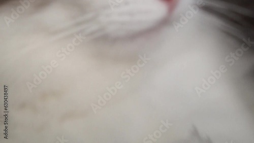 Cat with white and gray fur licking itself, close-up