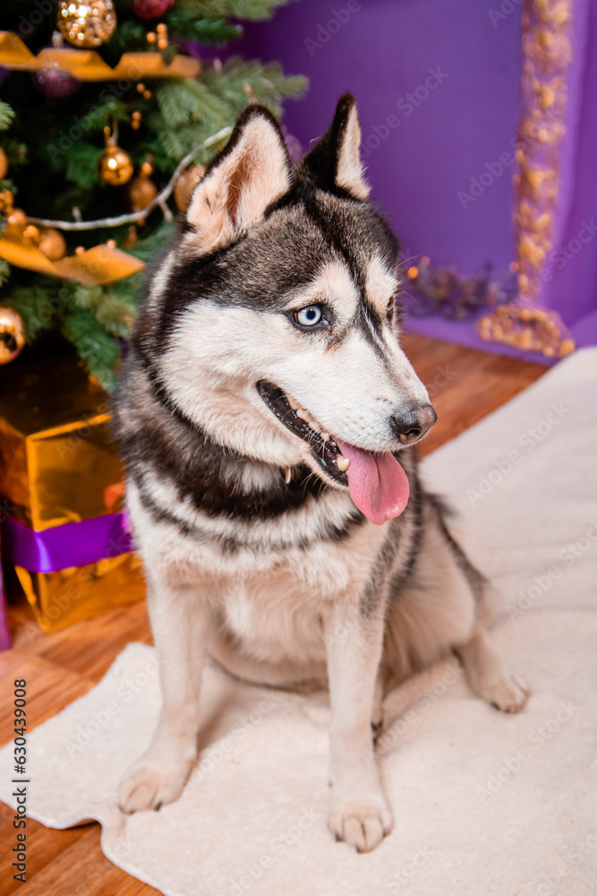 Portrait of a odd-eyed dog of the Husky breed on a Christmas background. Portrait of a odd-eyed dog of the Husky breed on a Christmas background.