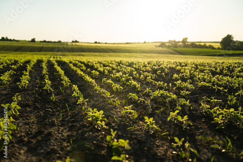 Sprouts of a soybean soy bean plant in a rows stretch toward the sun in an agricultural field. Young soybean crops during the period of active growth. Selective focus.