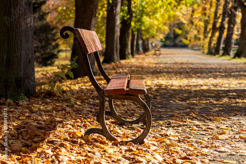 Beautiful park. The road lined with trees. There is a bench on the way.