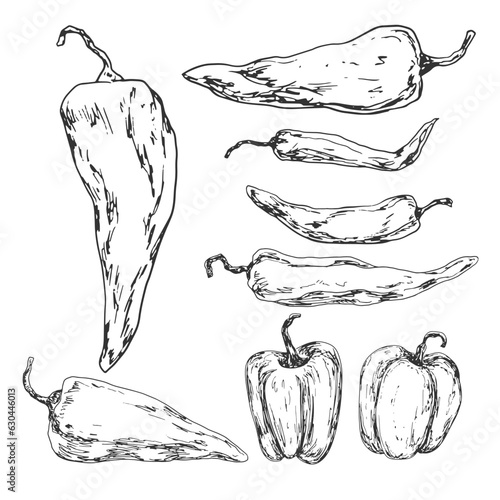 Set of hot peppers sketches. Collection of paprika illustration. Hand drawn pepper and chilli isolated on white background. Black and white collection of vegetables. Drawing with hatching paprika.