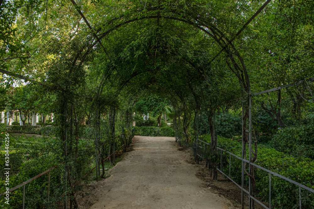 camino de tierra con arco de hojas, verde