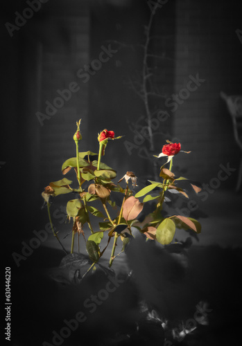 planta, rosal, blaco y negro on color