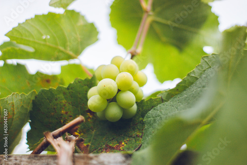 uvas do quintal.  photo