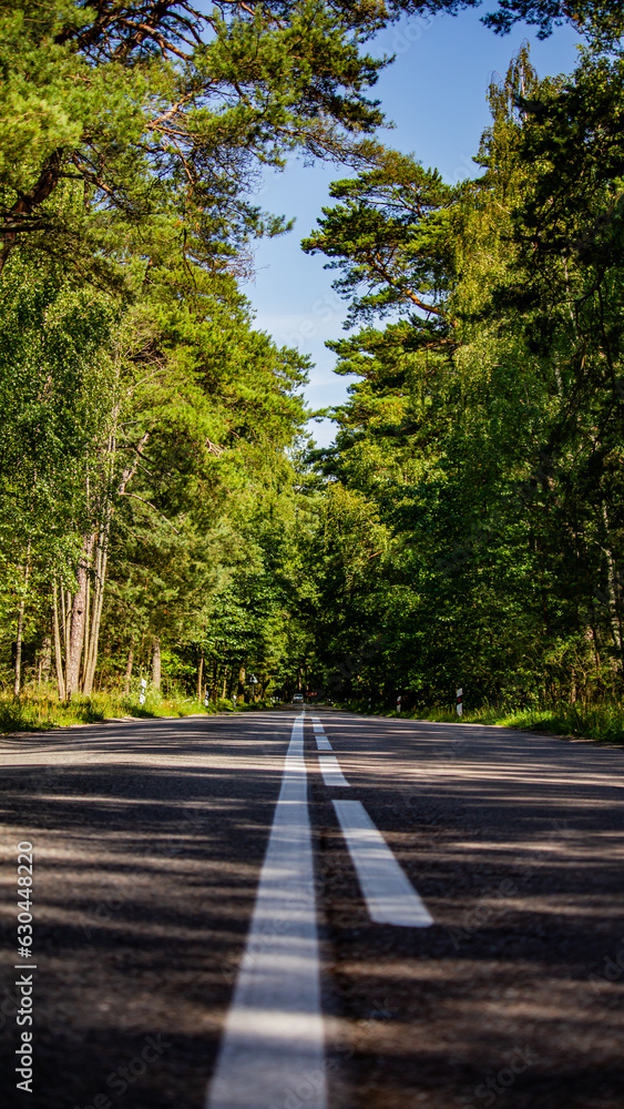 Asphalt road with arching trees, low shot
