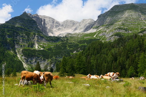 Rinderherde auf der Alpe, Wurzeralm