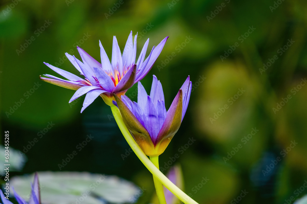 Fototapeta premium Beautiful blossom waterlily or lotus flower in pond