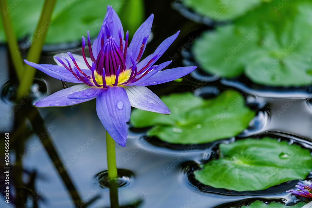 Beautiful blossom waterlily or lotus flower in pond Beautiful blossom waterlily or lotus flower in pond