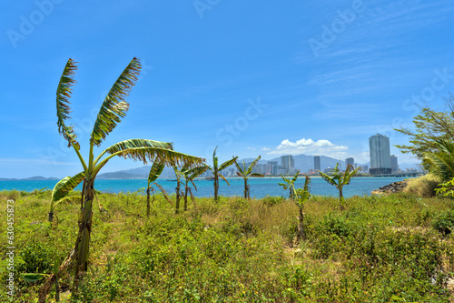 Palm Trees and the Cityscape of Nha Trang, Vietnam