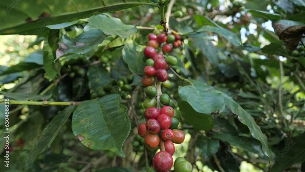 Coffee bean fruits .pull out shot of coffee beans branch