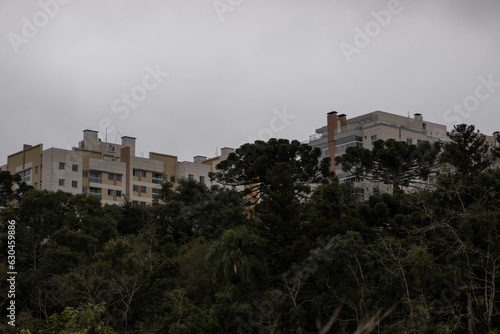 Forest, Araucaria tree and buildings behind on a cloudy day (ID: 630459886)