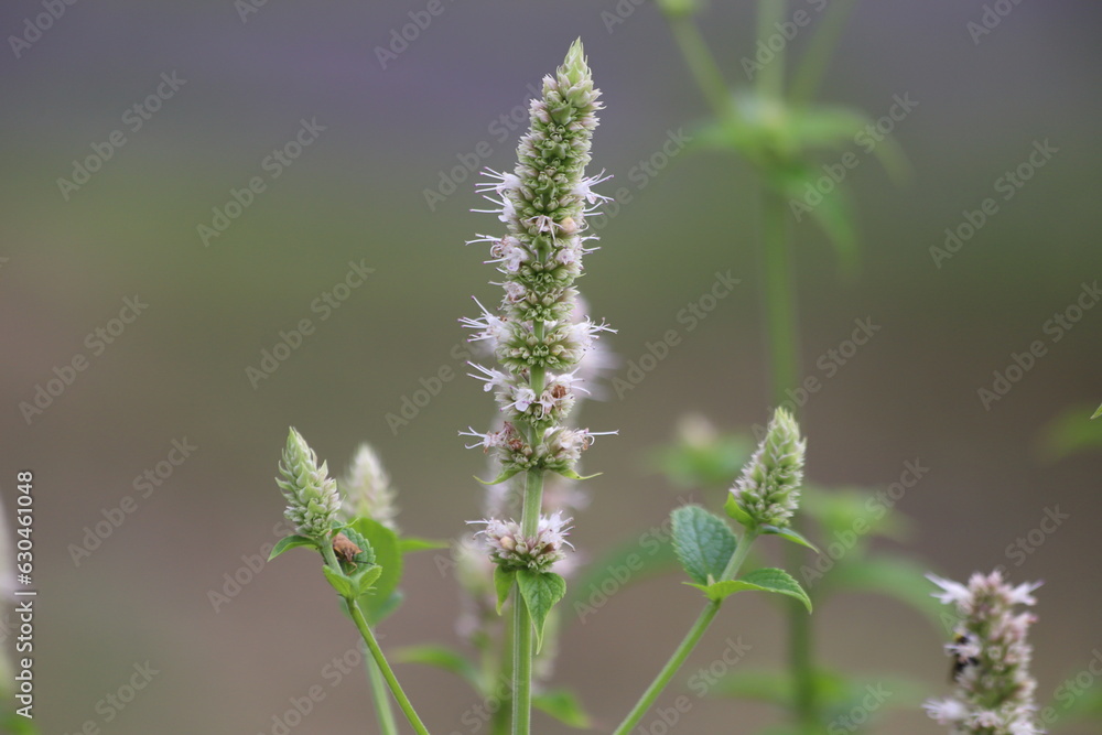 Agastache nepetoides. White flowers in garden, korean mint. Agastache nepetoides. White flowers in garden, korean mint.