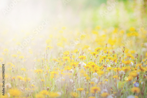 field of yellow  dandelion