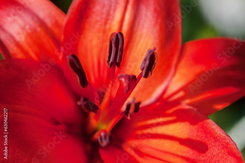 red lily  close up