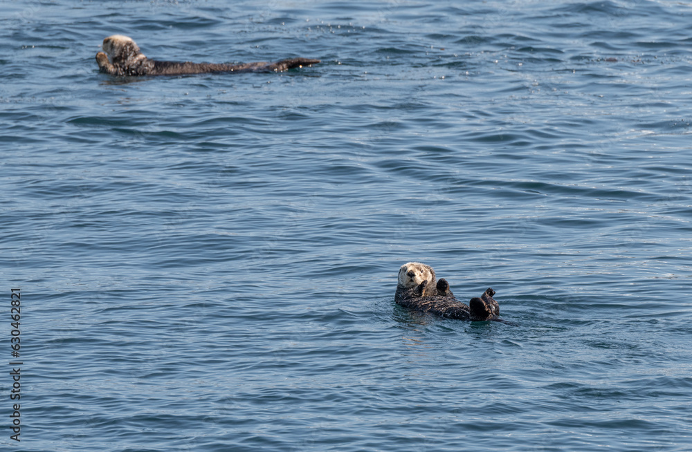 Fototapeta premium Two Sea Otters on the surface in Prince William Sound, Alaska, USA