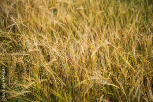 Golden ears of ripe barley . Harvest of ripe barley  wheat against. Field of barley. Agriculture background.