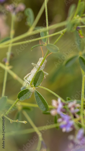 Grasshopper on a Plant in Colorado, Rocky Mountain Arsenal National Wildlife Refuge