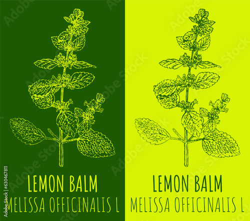 Vector drawing LEMON BALM . Hand drawn illustration. The Latin name is MELISSA OFFICINALIS L.