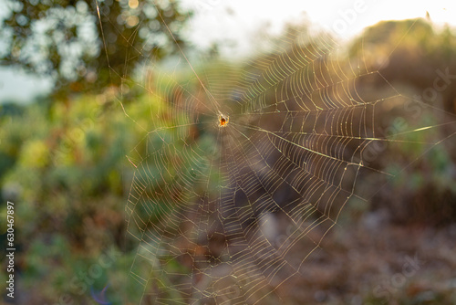 spider web in the morning