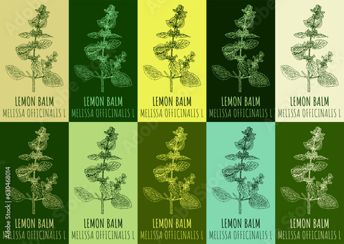 Set of vector drawing LEMON BALM in various colors. Hand drawn illustration. The Latin name is MELISSA OFFICINALIS L.