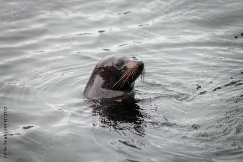 Seal swimming with head above water