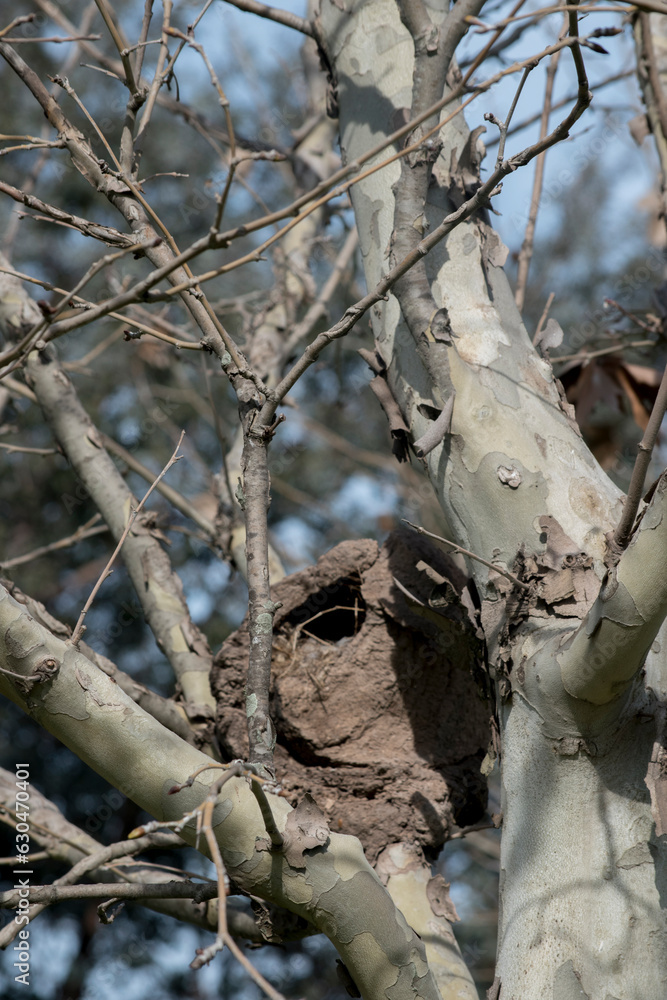 Fototapeta premium Nidos de hornero en las ramas de un árbol. Furnarius rufus