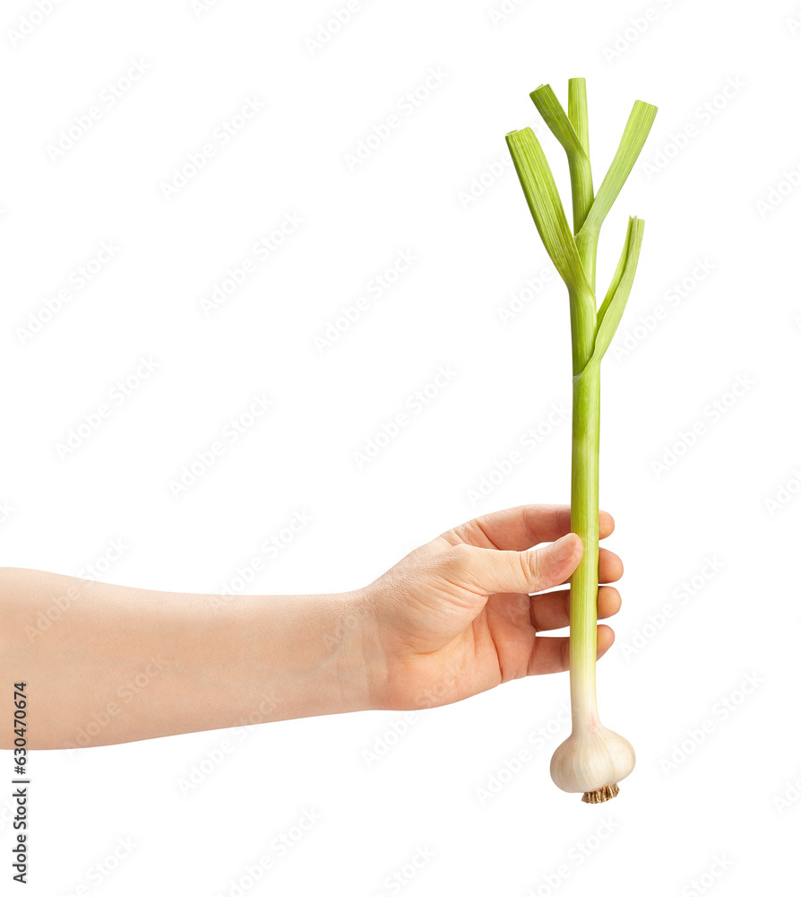 young garlic in hand path isolated on white young garlic in hand path isolated on white
