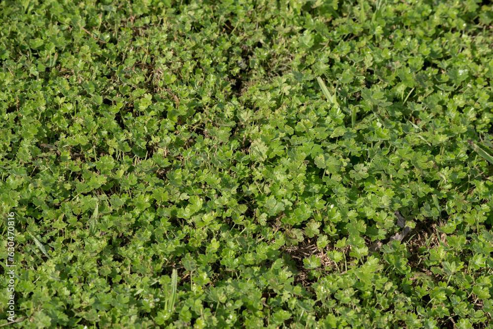 Fondo del césped del jardín Fondo del césped del jardín
