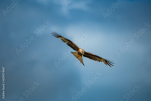red kite soaring in the sky © radek