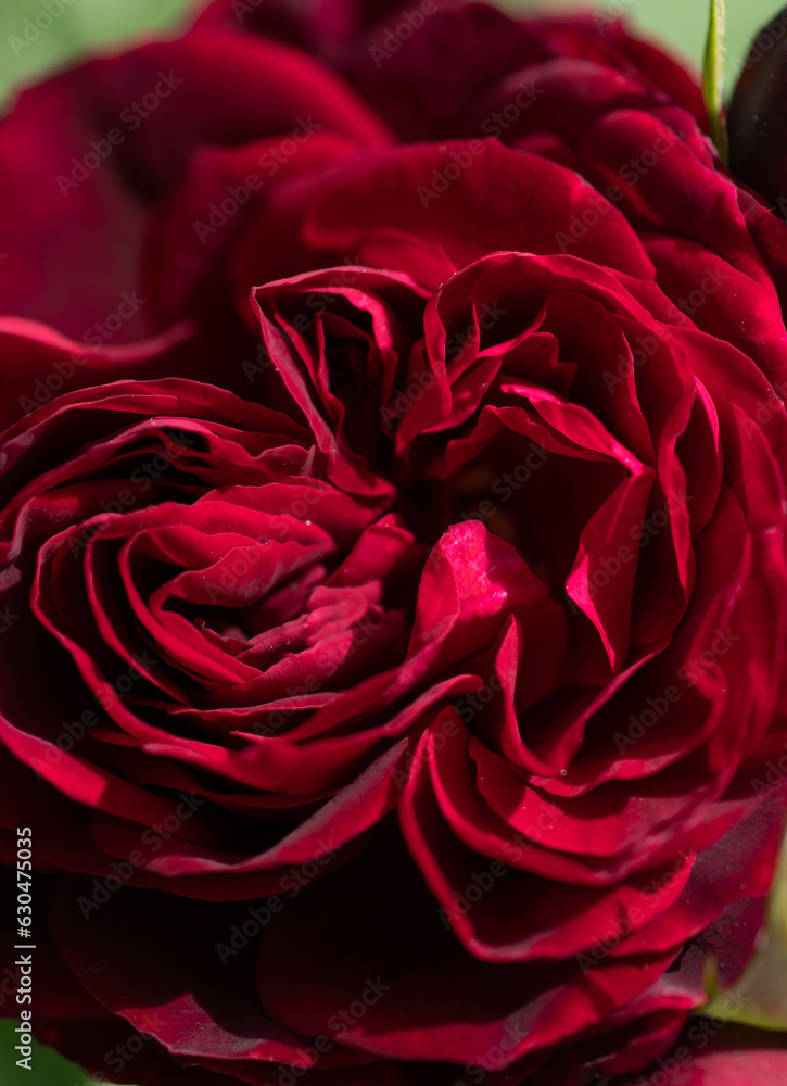 stunning deep red-purple rose blossom in garden. macro