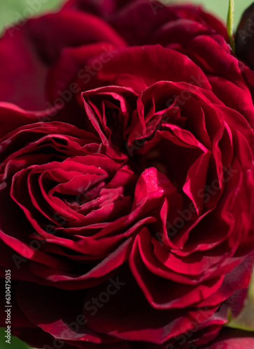 Obraz na płótnie stunning deep red-purple rose blossom in garden. macro w salonie