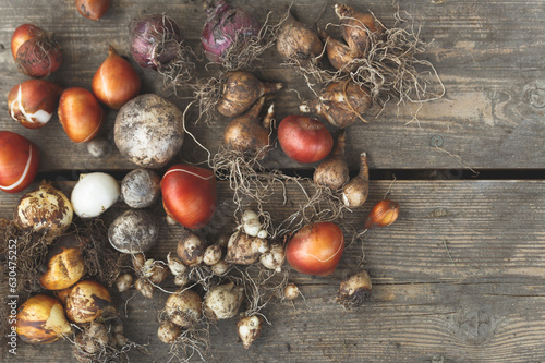 Фотография Flower bulbs of tulips, daffodils, hyacinths and other on wooden background, top view