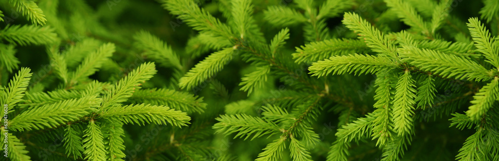 Banner with fresh branches from a Christmas tree. Background with green Christmas tree branches suitable for festive banner and advertisement design. Flat lay mockup design. Banner with fresh branches from a Christmas tree. Background with green Christmas tree branches suitable for festive banner and advertisement design. Flat lay mockup design.