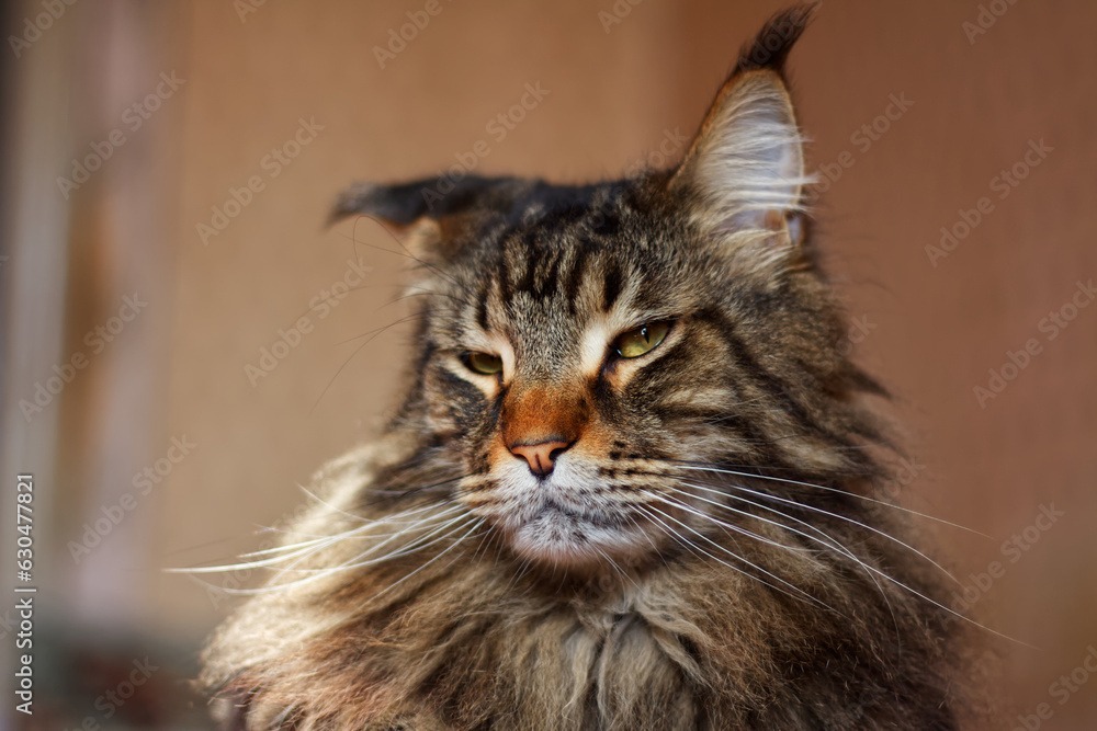 Portrait of a gray serious adult Maine Coon cat named Fedor