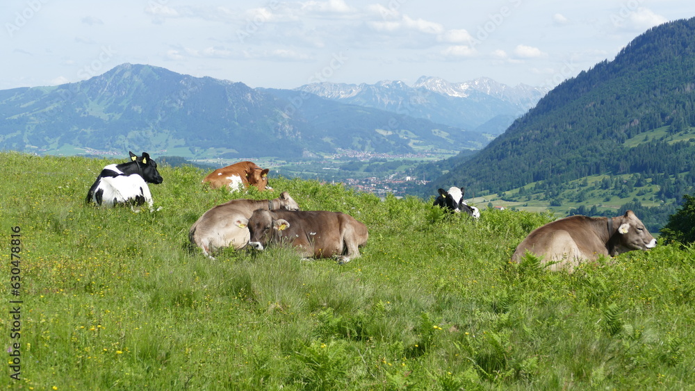 Kühe auf Alp in den Allgäuer Alpen