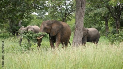 Three elephants walking in the grass in Caprivi strip, Namibia. Wild safari in Africa. Safari ride. A Game drive. Wildlife watching in the comfort 4WD open vehicle.