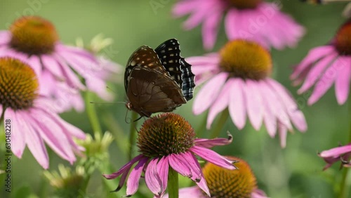 Closeup of a Diana Fritillary butterfly on a Purple Coneflower photo