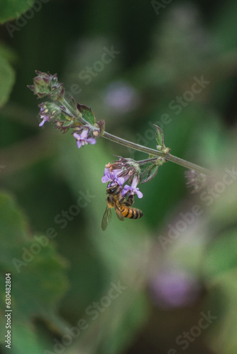 bee on a flower © Catarina