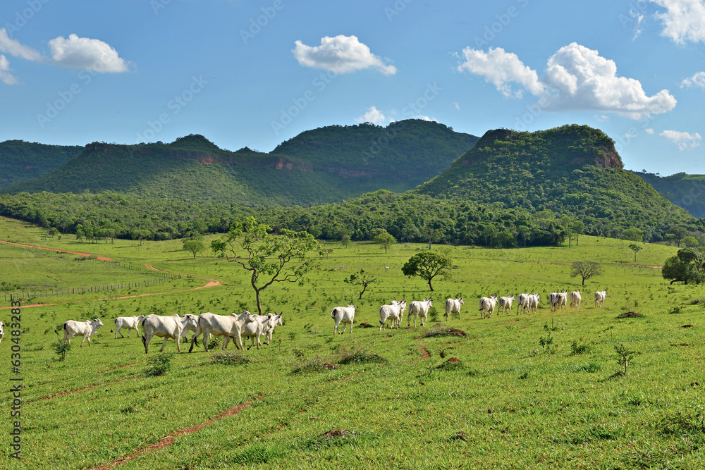 Gado Nellore em pasto verde - boiada