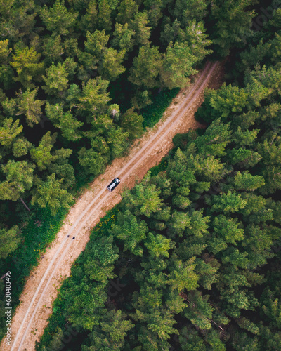 Wallpaper Mural Aerial view of road in pine tree forest in Melbourne, Victoria, Australia Torontodigital.ca
