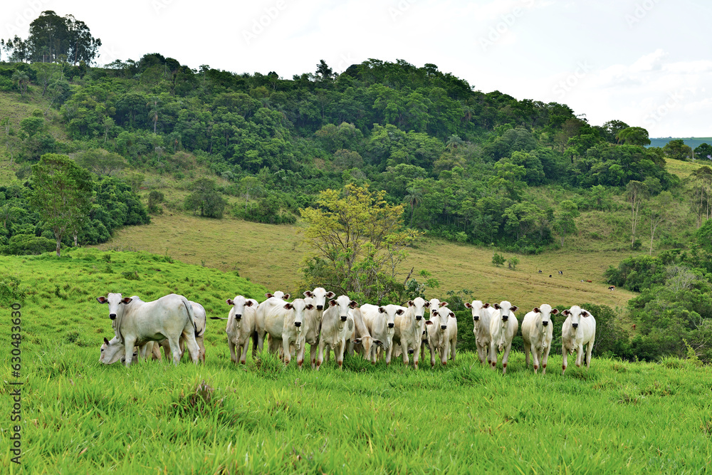 Fototapeta premium Gado Nellore em pasto verde - boiada