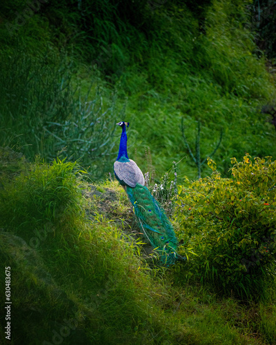 Blue and green peacock on green grass photo