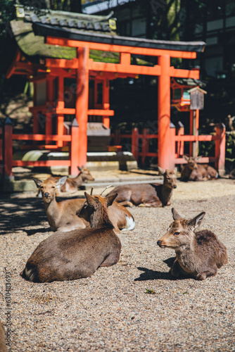 Brown deer beside red Torii in Nara park in Osaka, Japan