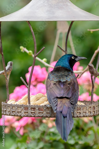 Common grackle perching on bird's food station